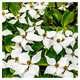 Cornus kousa chinensis / Chinese Dogwood  9cm Pot Tall, Stunning White Flowers