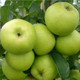'Grenadier' Self-Fertile Apple Tree 3-4ft Tall in 6L Pot, Ready to Fruit, Brilliant For Cooking