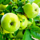 'Grenadier' Self-Fertile Apple Tree 4-5ft Tall in 6L Pot, Ready to Fruit, Brilliant For Cooking