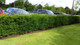 3 English Yew 30-40cm Hedging Plants,4yr old Evergreen Hedge,Taxus Baccata Trees