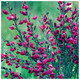 Red Broom Cytisus x boskoopii Boskoop Ruby Plant in 2L Pot, Stunning Flowers