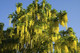 Common Laburnum Tree / Laburnum Anagyroides - Golden Chain, Golden Rain 40-60cm tall  in 1L Pot