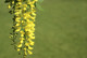 Common Laburnum Tree / Laburnum Anagyroides - Golden Chain, Golden Rain 40-60cm tall  in 1L Pot