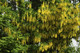 Common Laburnum Tree / Laburnum Anagyroides - Golden Chain, Golden Rain 40-60cm tall  in 1L Pot