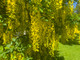 Common Laburnum Tree / Laburnum Anagyroides - Golden Chain, Golden Rain 40-60cm tall  in 1L Pot