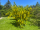 Common Laburnum Tree / Laburnum Anagyroides - Golden Chain, Golden Rain 40-60cm tall  in 1L Pot