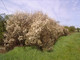 1 Blackthorn Hedging in 1L Pot, Prunus Spinosa, Native Sloe Berry Hedge