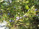 1 Blackthorn Hedging in 1L Pot, Prunus Spinosa, Native Sloe Berry Hedge