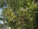 1 Blackthorn Hedging in 1L Pot, Prunus Spinosa, Native Sloe Berry Hedge