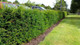 5 English Yew 30-40cm Hedging Plants,4yr old Evergreen Hedge,Taxus Baccata Trees