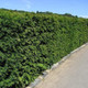 5 English Yew 30-40cm Hedging Plants,4yr old Evergreen Hedge,Taxus Baccata Trees