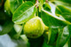 Wild Pear Tree 1-2ft in 1L Pot,Pyrus Communis Tree 40-60cm Strong Native Plant