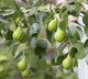 Wild Pear Tree 1-2ft in 1L Pot,Pyrus Communis Tree 40-60cm Strong Native Plant