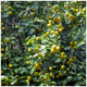 Wild Pear Tree 1-2ft in 1L Pot,Pyrus Communis Tree 40-60cm Strong Native Plant