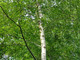 3 Silver Birch 4-5ft Stunning  Mature Specimen Trees, Betula Pendula in a 2L Pots