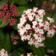 Viburnum Tinus 'Eve Price' in a 9cm Pot, Stunning Winter Flowering Shrub