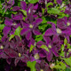 Clematis 'Warszawska Nike' In 2L Pot, With Stunning Purple Flowers