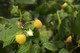 'Fallgold' Yellow Raspberry Cane Multi Stemmed in 1L Pot / Rubus Idaeus 'Fallgold', Extremely Tasty 'Fallgold' Yellow Raspberry Cane Multi Stemmed in 1L Pot / Rubus Idaeus 'Fallgold', Extremely Tasty