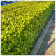 1 Griselinia Evergreen Hedging Plants 30-50cm, Fast Growing New Zealand Laurel