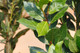 Laurus nobilis / Bay tree in 9cm Pot, Bushy Evergreen Shrub