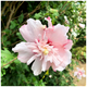 Hibiscus syriacus Blushing Bride Rose of Sharon, 2L Pot Double Pink Flowers