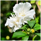 Hibiscus syriacus 'Jeanne d'Arc' Rose of Sharon, 2L Pot Double White Flowers