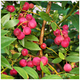 Blueberry Pink Lemonade Plant  / Vaccinium in 9cm Pot, Tasty Pink Berries Blueberry Pink Lemonade Plant  / Vaccinium in 9cm Pot, Tasty Pink Berries