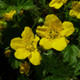 1 Waldsteinia Ternata / Siberian Waldsteinia In 9cm Pot, Stunning Groundcover