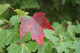 Acer rubrum / Red Maple Tree, 2-3ft Tall In 1L Pot, Stunning Autumn Colours