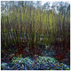 3  Black Dogwood 1-2ft Hedging Plants,Cornus Alba Kesselringii, Beautiful Bark 3  Black Dogwood 1-2ft Hedging Plants,Cornus Alba Kesselringii, Beautiful Bark