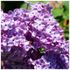 1 Common Lilac Trees Shrub in 2L Pots, Fragrant Purple Flowers, Syringa Vulgaris