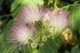 Albizia julibrissin / Silk Tree in 9cm Pot, Outstanding Pink-white Flowers