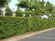 30 Hornbeam 2-3ft Hedging Plants,60-90cm Carpinus Betulus Trees.Winter Cover