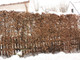 30 Hornbeam 2-3ft Hedging Plants,60-90cm Carpinus Betulus Trees.Winter Cover