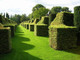 30 Hornbeam 2-3ft Hedging Plants,60-90cm Carpinus Betulus Trees.Winter Cover