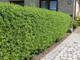 3 Wild Privet Ligustrum Vulgare 2-3ft Plants 60-90cm Evergreen Hedging