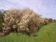 15 Blackthorn Hedging 2-3ft, Prunus Spinosa, Native Flowering Sloe Berry Hedge