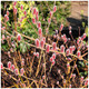 Willow Mount Aso / Salix Gracilistyla in 9cm Pot, Very Attractive Fuzzy Pink Catkins