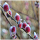 Willow Mount Aso Salix Gracilistyla in 1.5L Pot, Very Attractive Fuzzy Pink Catkins
