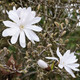 Magnolia 'Stellata' / Star Magnolia in 9cm Pot, Lovely White Star Flowers
