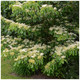 Giant Dogwood / Cornus controversa in 9cm Pot, Clusters of Creamy-White Flowers