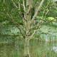 22 Silver Birch Jacquemontii 4-5ft Trees in 2L Pots, Himalyan White Birch, Betula