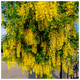 Common Laburnum Tree / Laburnum Anagyroides - Golden Chain, Golden Rain in 9cm Pot