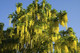 Common Laburnum Tree / Laburnum Anagyroides - Golden Chain, Golden Rain in 9cm Pot