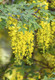 Common Laburnum Tree / Laburnum Anagyroides - Golden Chain, Golden Rain in 9cm Pot