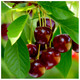 Dwarf Patio Early Rivers Cherry Tree in 5L Pot, Miniature, Ready to Fruit,Large Dark Juicy Cherries