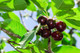 Dwarf Patio Early Rivers Cherry Tree in 5L Pot, Miniature, Ready to Fruit,Large Dark Juicy Cherries