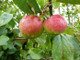 Dwarf Patio Worcester Pearmain Apple Tree in 5L Pot, Miniature Tree, Ready to Fruit,Self-fertile & Sweet