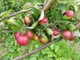 Dwarf Patio Worcester Pearmain Apple Tree in 5L Pot, Miniature Tree, Ready to Fruit,Self-fertile & Sweet