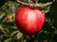 Dwarf Patio Beauty Of Bath' Apple Tree in  5L Pot, Miniature Tree, Ready to Fruit Mild,Sharp & Sweet